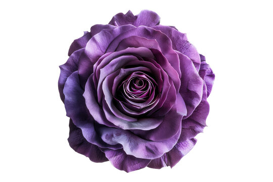 recommend clip art: Purple rose flower isolated on transparent background