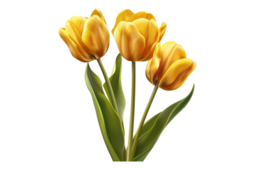 Realistic Yellow tulips with petals isolated on transparent background