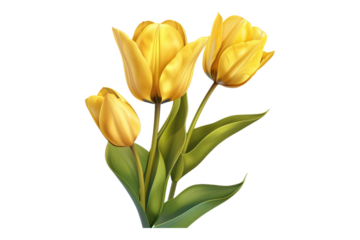 Realistic Yellow tulips with petals isolated on transparent background