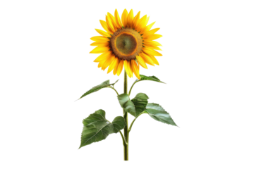 Russian sunflower isolated on transparent background