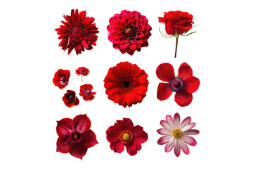 Selection of various beautiful flowers isolated on transparent background