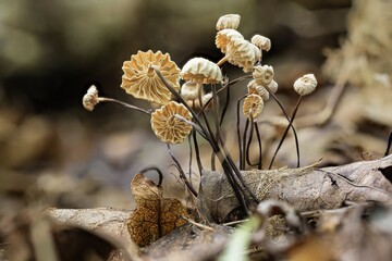 Die fragilen Halsband- oder Rädchenschwindlinge sind feine Pilz-Kunstwerke auf dem Laub des Waldbodens. Die kleinen weißlichen bis cremfarbenen Hüte stehen im Kontrast zu den dunklen, dünnen Stielen.