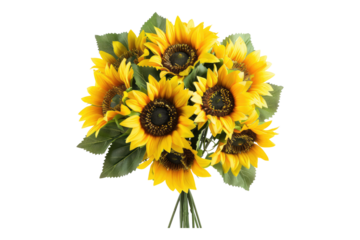 Sunflower bouquet isolated on transparent background