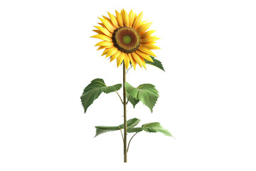 Fototapeta premium Sunflower isolated on transparent background