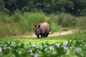 Mature one-horned rhino in the grasslands, at the edge of a river in Chitwan national park