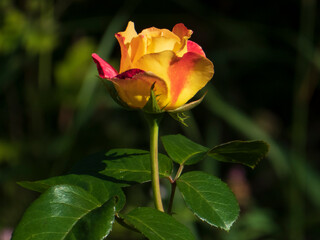 A close-up photo of a yellow tea rose flower