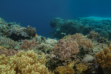 Colorful reef, abundance of hard and soft coral in underwater world of tropical seas of Wakatobi national Park in Indonesia