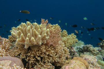 Colorful reef, abundance of hard and soft coral in underwater world of tropical seas of Wakatobi national Park in Indonesia