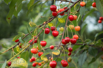 A branch of ripe cherry fruits