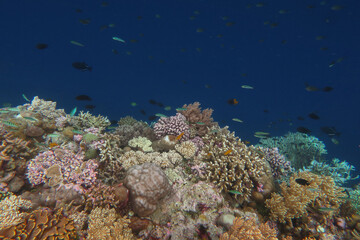 Colorful reef, abundance of hard and soft coral in underwater world of tropical seas of Wakatobi national Park in Indonesia