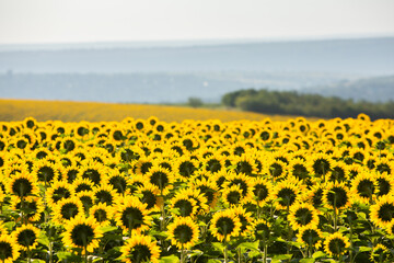 Obraz premium A beautiful field of sunflowers in the sunrise light. Agricultural life in the Republic of Moldova