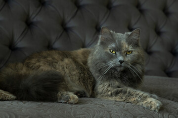 Grey cat with yellow eyes sitting on a grey sofa in the interior of a house