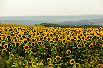 Obraz premium A beautiful field of sunflowers in the sunrise light. Agricultural life in the Republic of Moldova