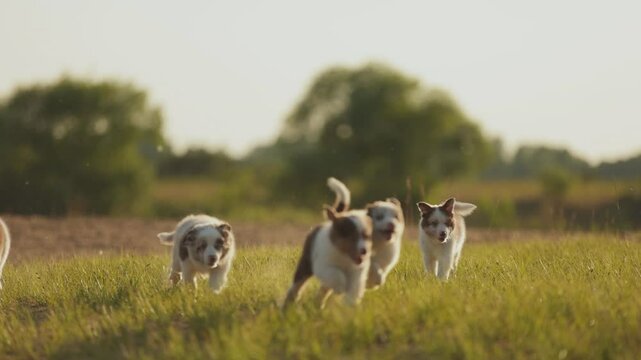 Many chocolate-colored and merle-colored border collie puppies run to in camera across the grass in the rays of the setting sun. Slow motion puppy dog play