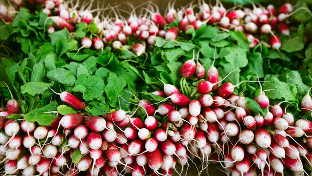 organic radishes in green close-up on a stall