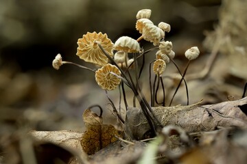 Die fragilen Halsband- oder Rädchenschwindlinge sind feine Pilz-Kunstwerke auf dem Laub des Waldbodens. Die kleinen weißlichen bis cremfarbenen Hüte stehen im Kontrast zu den dunklen, dünnen Stielen.