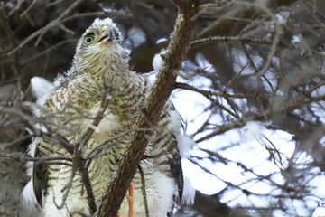 枝に止まるハイタカの幼鳥