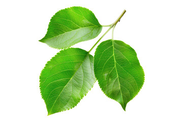 Obraz premium Apple leaves isolated on transparent background