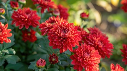 Red chrysanthemums blooming in the autumn garden