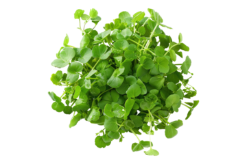 Fresh water cress isolated on transparent background