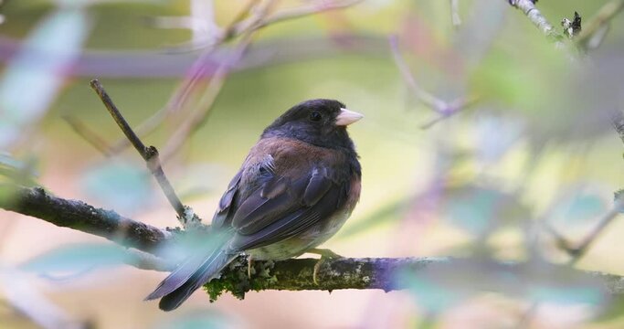 Dark Eyed Junco Bird Sitting Alert in Soft Bokeh Color Rose Bush
