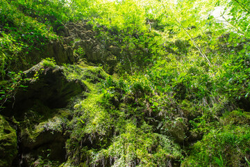 Mountain rocks in green vegetation as a background. Texture