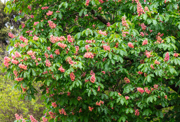 Red chestnut flowers on a tree in spring