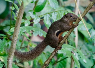 Squirrel climbing tree branch in MacRitchie Reservoir, Singapore