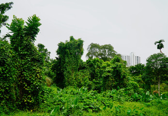 A view of the lush greenery and dense foliage of MacRitchie Reservoir, Singapore, with urban buildings in the background