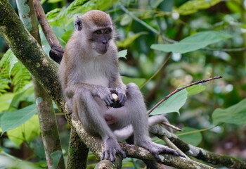 A long-tailed macaque sitting amidst lush greenery in MacRitchie Reservoir, Singapore