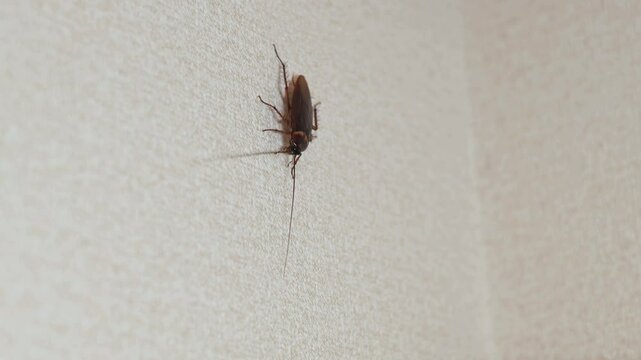 A cockroach crawls on the wall
