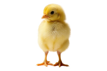 Obraz premium Small chick isolated on transparent background