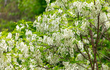 White flowers on an acacia tree in the park