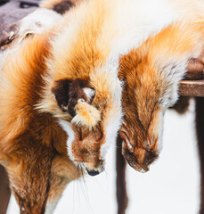 Skin and fur of an animal on the market
