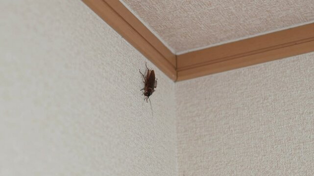 A cockroach crawls on the wall and ceiling