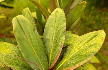 Drops of water on green leaves in nature