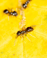Ants collect aphids on a tree leaf. Macro