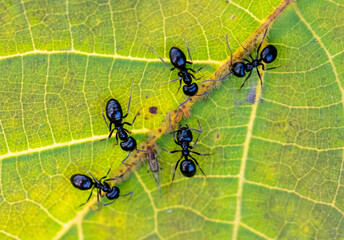 Ants collect aphids on a tree leaf. Macro