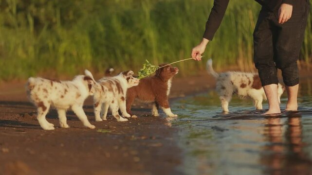 A small chocolate-colored and merle-colored border collie puppy runs along the beach and plays with a twig, owner, in the rays of the setting sun. Feet on the ocean beach with dogs