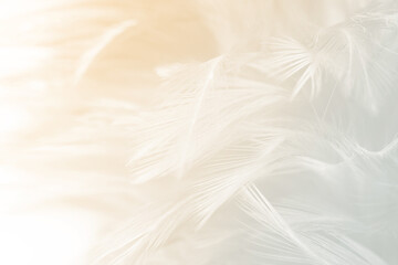 Beautiful white feather pattern texture background with Orange light