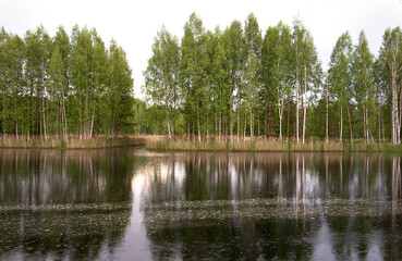 Panoramic view of beautiful forest lake