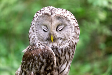 Portrait of sleepy ural owl in summer forest (Strix uralensis)