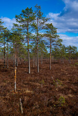 Obraz premium trees in the woods