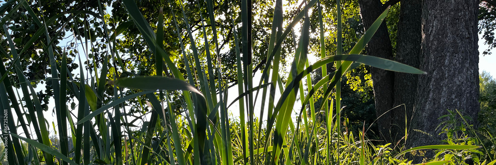 Aufkleber a tree with green leaves and a patch of grass in front of it