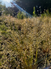 A field of dry grass with a sun shining on it. The sun is casting a warm glow on the grass, making it look golden and dry. The field is surrounded by trees, giving it a peaceful and serene atmosphere