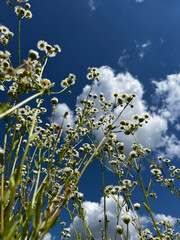 A field of white flowers with a blue sky in the background. The flowers are scattered throughout the field, with some closer to the foreground and others further back