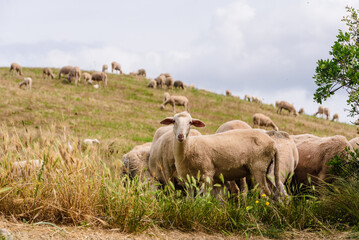 Schafe beim Weiden in der Toskana