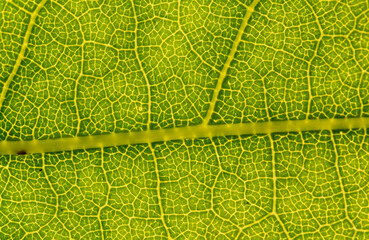 green leaf veins texture in detail