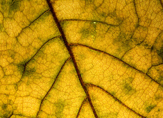 Obraz premium yellow leaf veins texture in detail