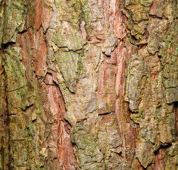 tree bark texture in detail